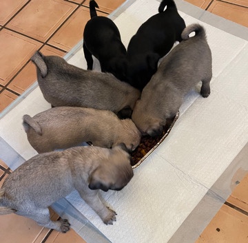 Pug – pugs puppies