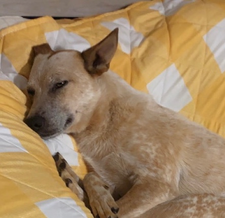 Lancashire Heeler – Waylon