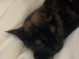 tortie