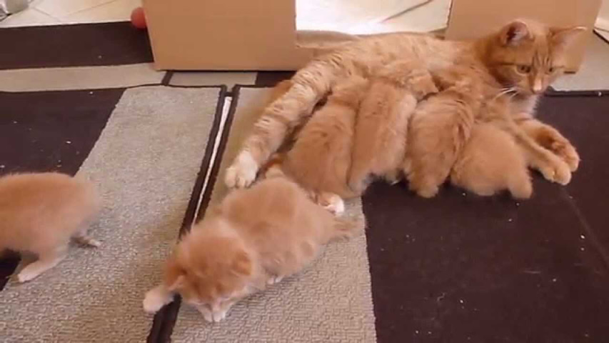 British Shorthair – 5 weeks old ginger kittens
