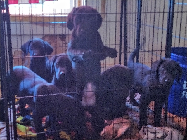 Labrador Retriever – Labrador Retrievers