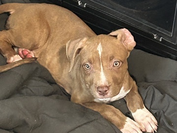 Pit Bull – Pitbull puppy