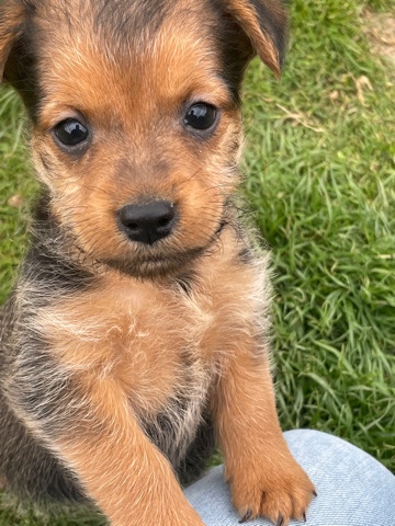 Patterdale Terrier – Patterdale Terrier Pup For Sal