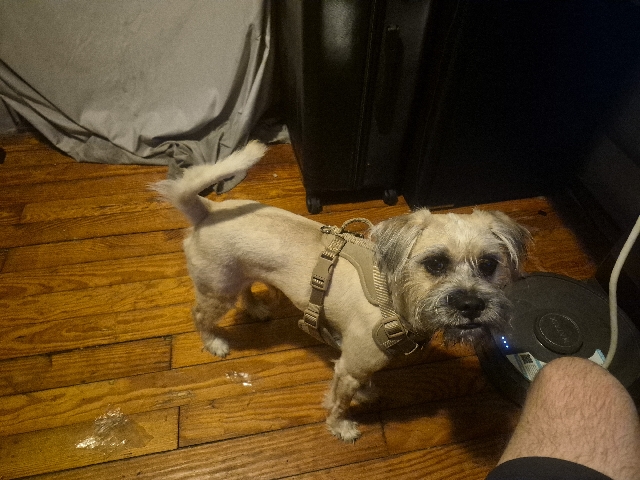 Pug – looking to rehome/ board for 6 months – Toledo