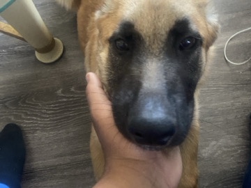 German Shepherd – needs new home – San Diego