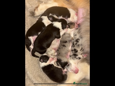 Beautiful Australian Shepherd puppies available 