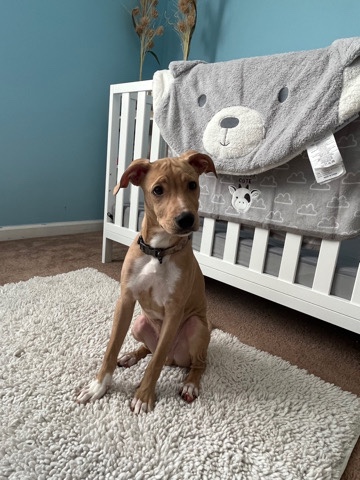 Bullmastiff – Bull Mastiff Mix for re homing