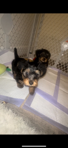 Yorkshire Terrier – Yorkies for sale