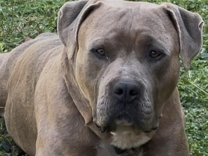 American Pit Bull Terrier – American Bully – Union Mills