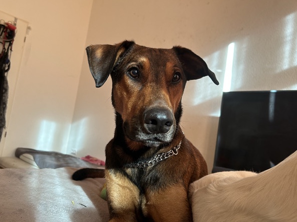 Belgian Shepherd Dog (Malinois) – Rüde sucht ein zu Hause – Münster