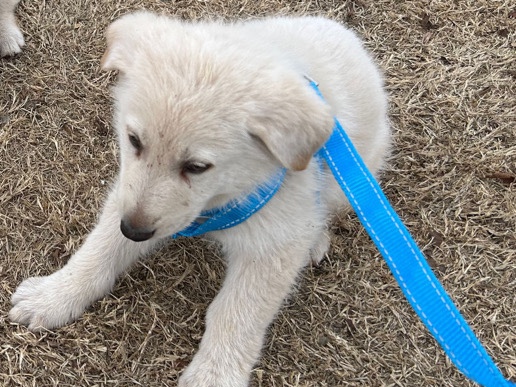 German Shepherd – Shiro – Lewisville