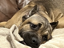 Cane Corso – Corso – Arcadia