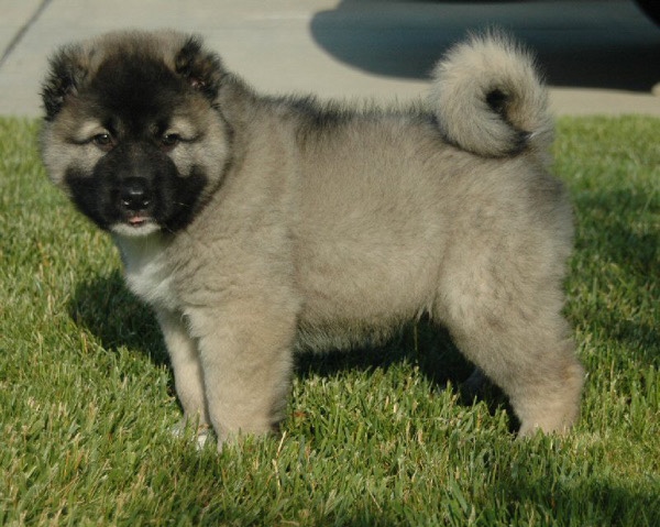 Caucasian Shepherd Dog – Home pet