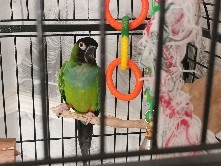 Conure Parrot