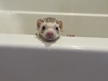 3 ferrets