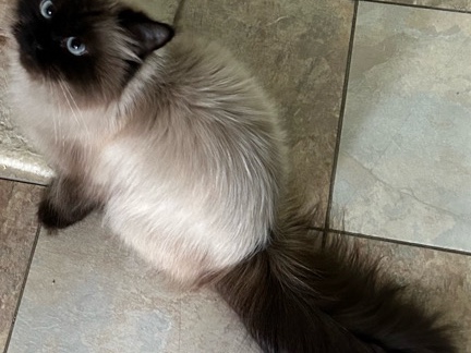 Himalayan – half Persian half Himalayan – Bronston