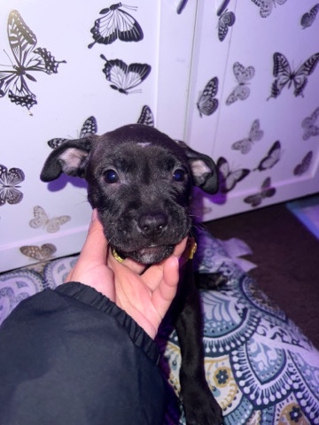 American Bulldog – puppies