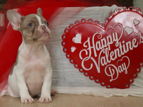 French Bulldog – Premium Frenchie – Lancaster