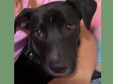 Labrador Retriever – dog needs home – Pensacola
