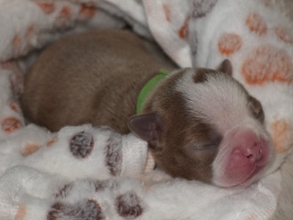 Boston Terrier – Girl Boston Terrier Puppy – Rocklin