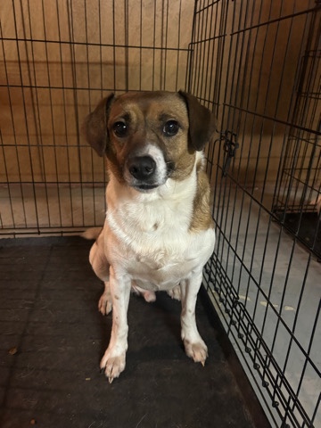 rehome