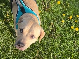 American Pit Bull Terrier – Kovu-American Bully/Pitbull – Addison