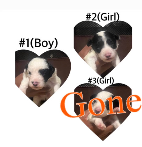 Cavapoo’s For Sale! 