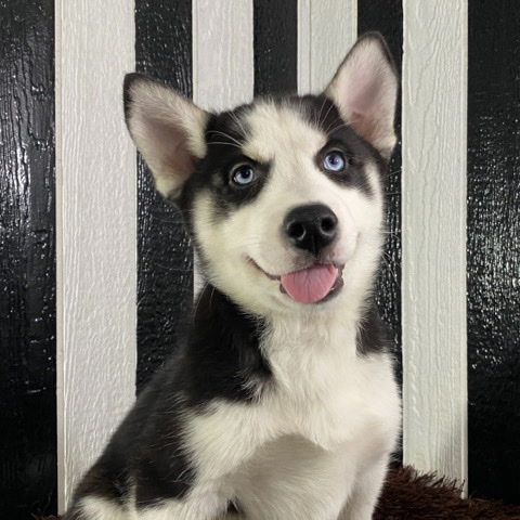 Siberian Husky – AKC Purebred Siberian Husky