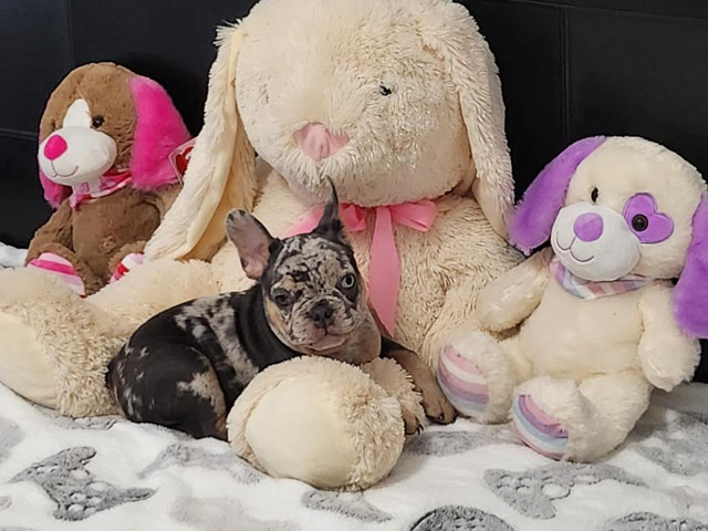 French Bulldog – 3 month old