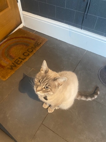 Bengal – bengal flame point cross 4 year old male cat