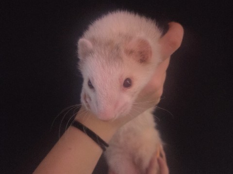 Friendly Indoor Rodent for Rehoming – Phoenix – Phoenix