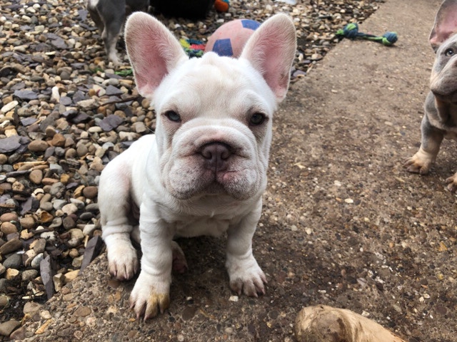 French Bulldog – Big Rope platinum French Bulldog for sale – Hull
