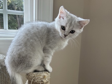 Purebred Scottish Straight girl