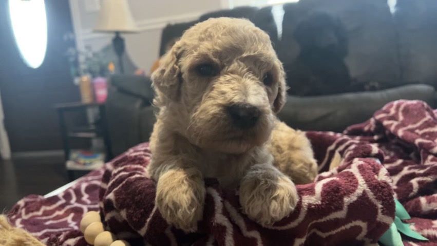 Poodle – labradoodles