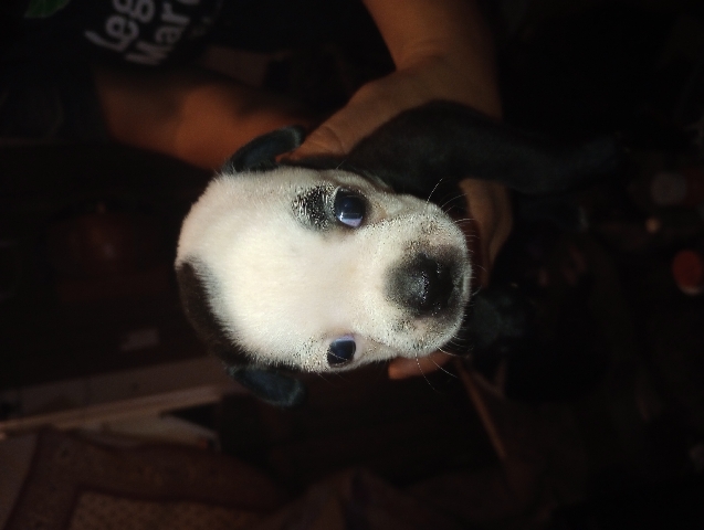 Boston Terrier – Boston terrier
