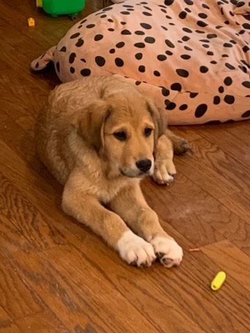 Golden Retriever – Golden retriever, and German shepherd mix