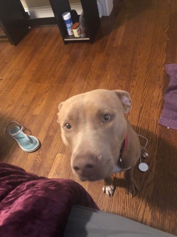 American Pit Bull Terrier – Pit Bull Hazel