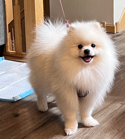Pomeranian – Small size Pomeranian
