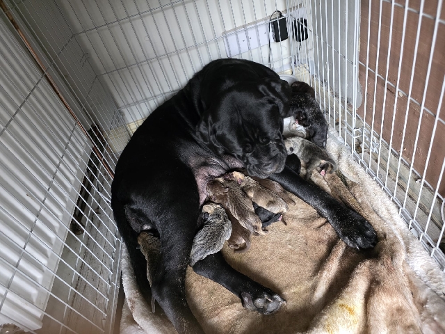 Cane Corso - cane corso pups available for adoption in Didcot