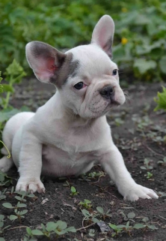 French Bulldog – French bullies puppies