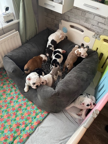 Bulldog – English Bulldogs ready for their new home