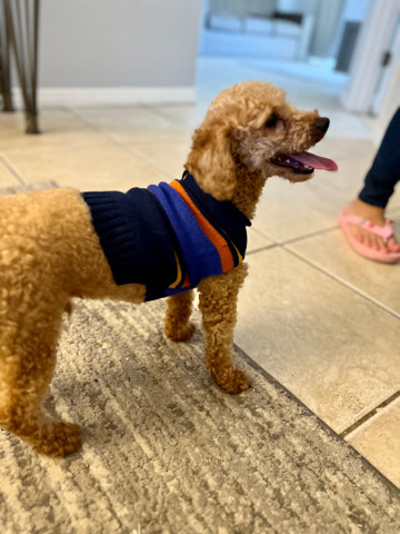 Poodle – Male Mini Poodle