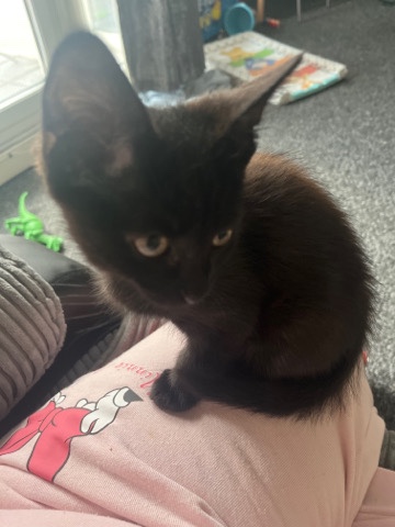 Black Kitten