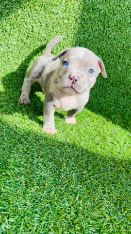 puppy’s for sale American pocket bully’s 