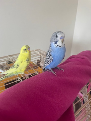 Budgies