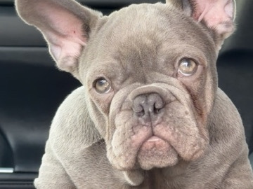 French Bulldog – Lilac French Bulldog – Port Saint Lucie