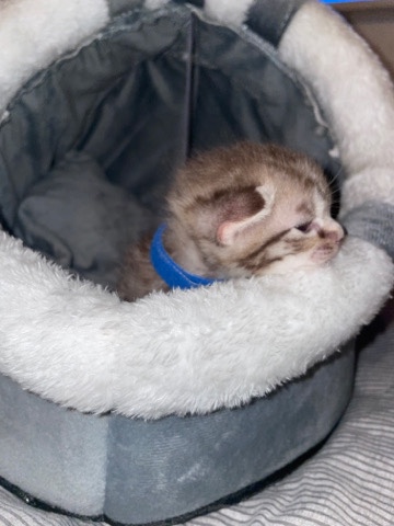 Bengal – Bengal X Tabby Kittens