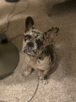 French Bulldog – Female Merle frenchie