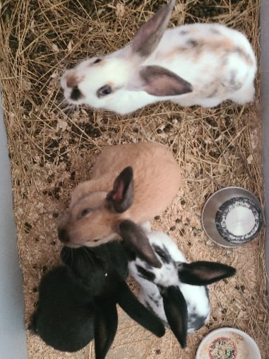 rehoming bunnies