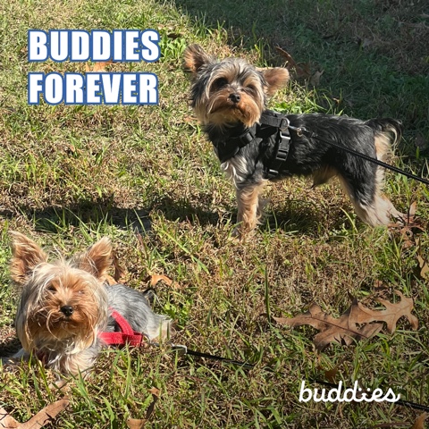 certified w/ papers female and male teacup yorkies